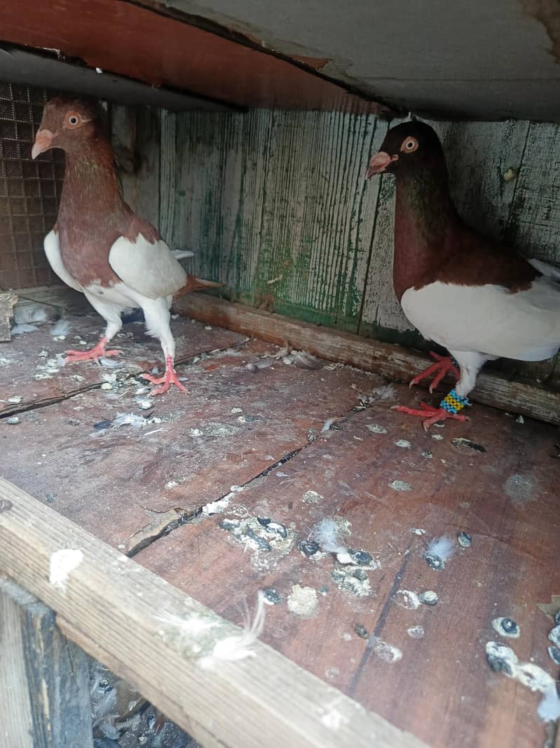 Danish pair 1
