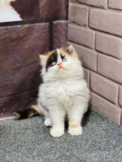 cash on delivery available Persian punch face cat kitten