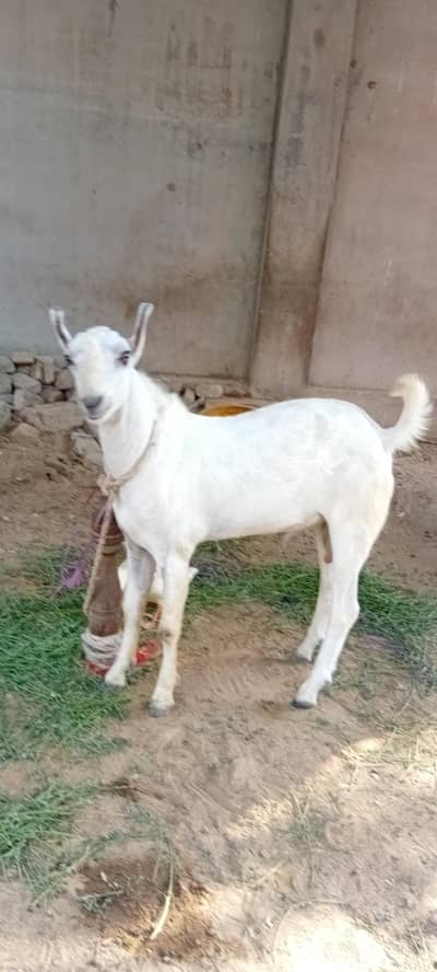 barbarimale munda