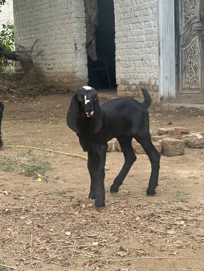 Nagri Bakra Goat kid for sale