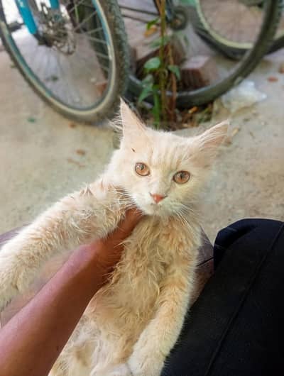 for sale Persian cat