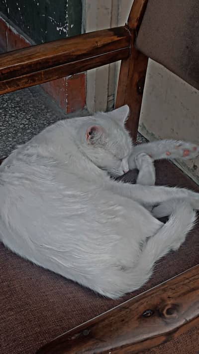White Cat