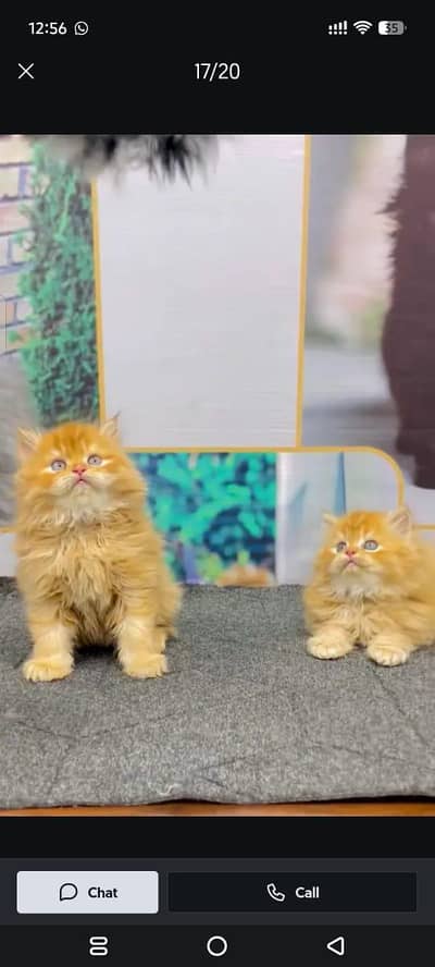 Cash on delivery parshion punch face kitten and cats