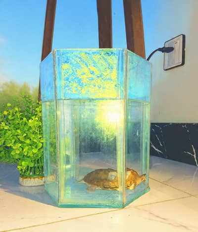Turtle for Sale