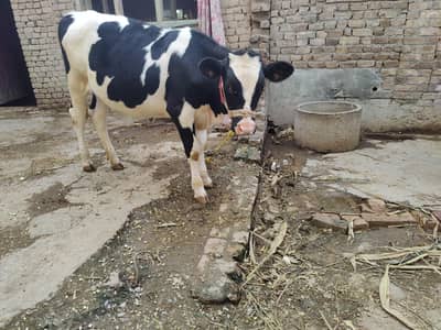 Bachri for sale urgent 03361491905