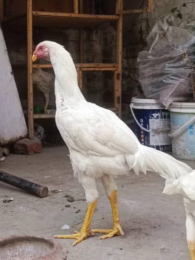 white German shamo