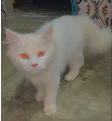 Cat For Sale