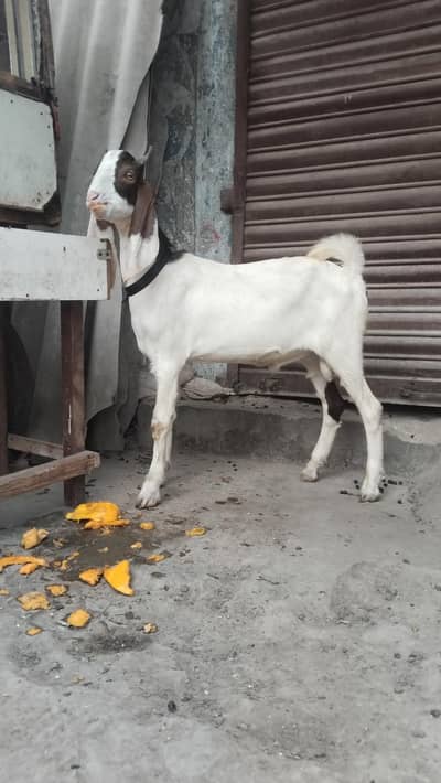 gulabi Abluk tapra