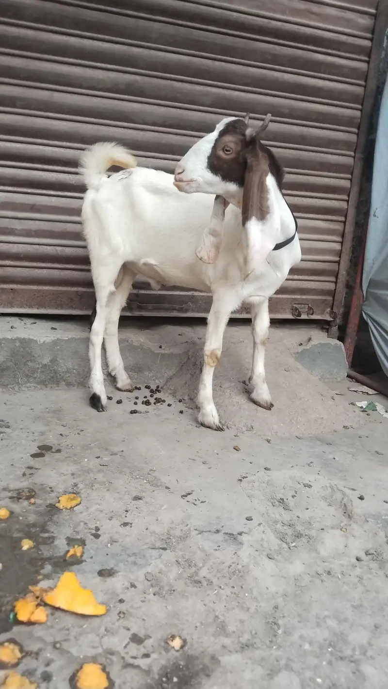 gulabi Abluk tapra — photo 2