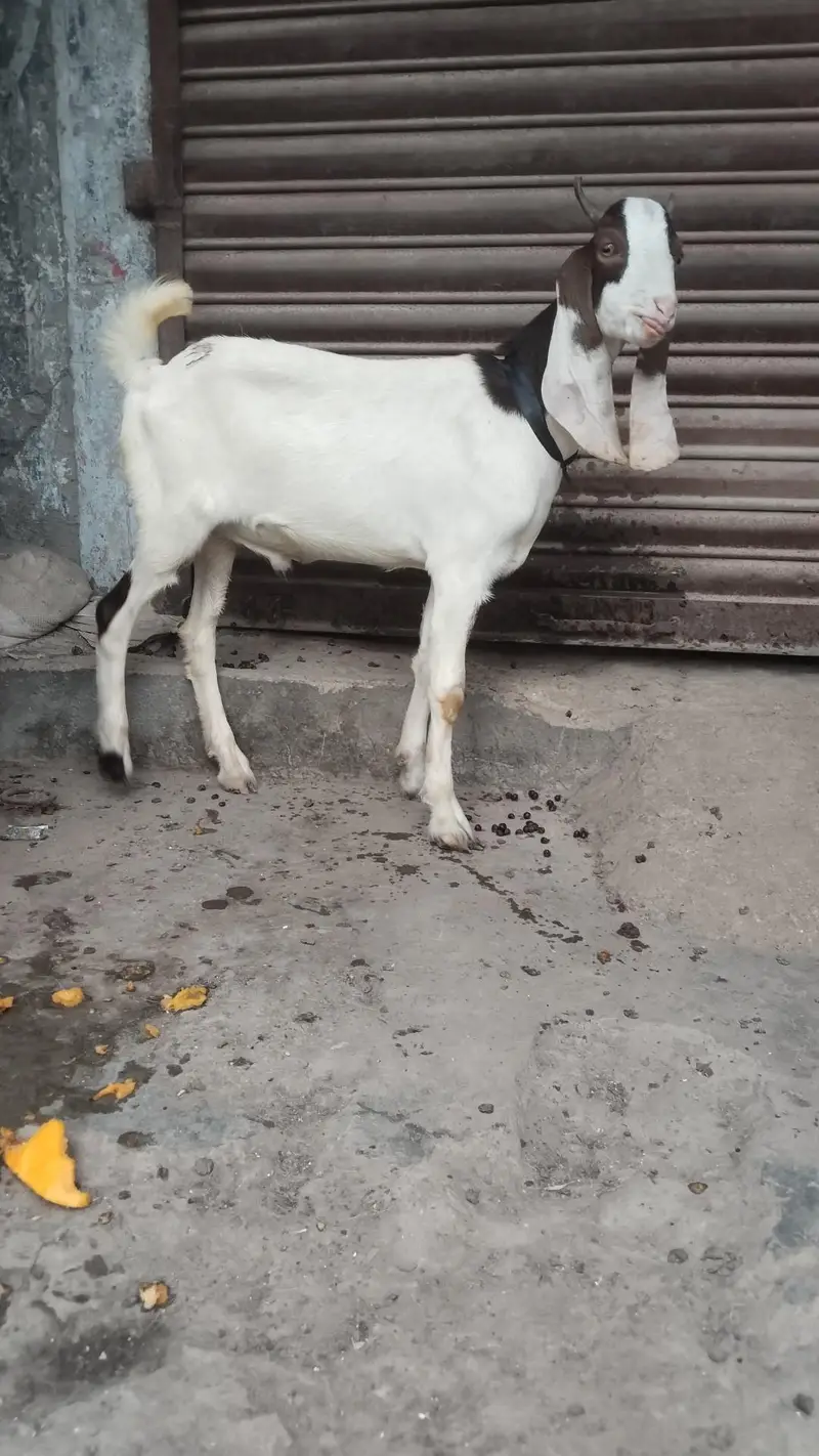 gulabi Abluk tapra — photo 3