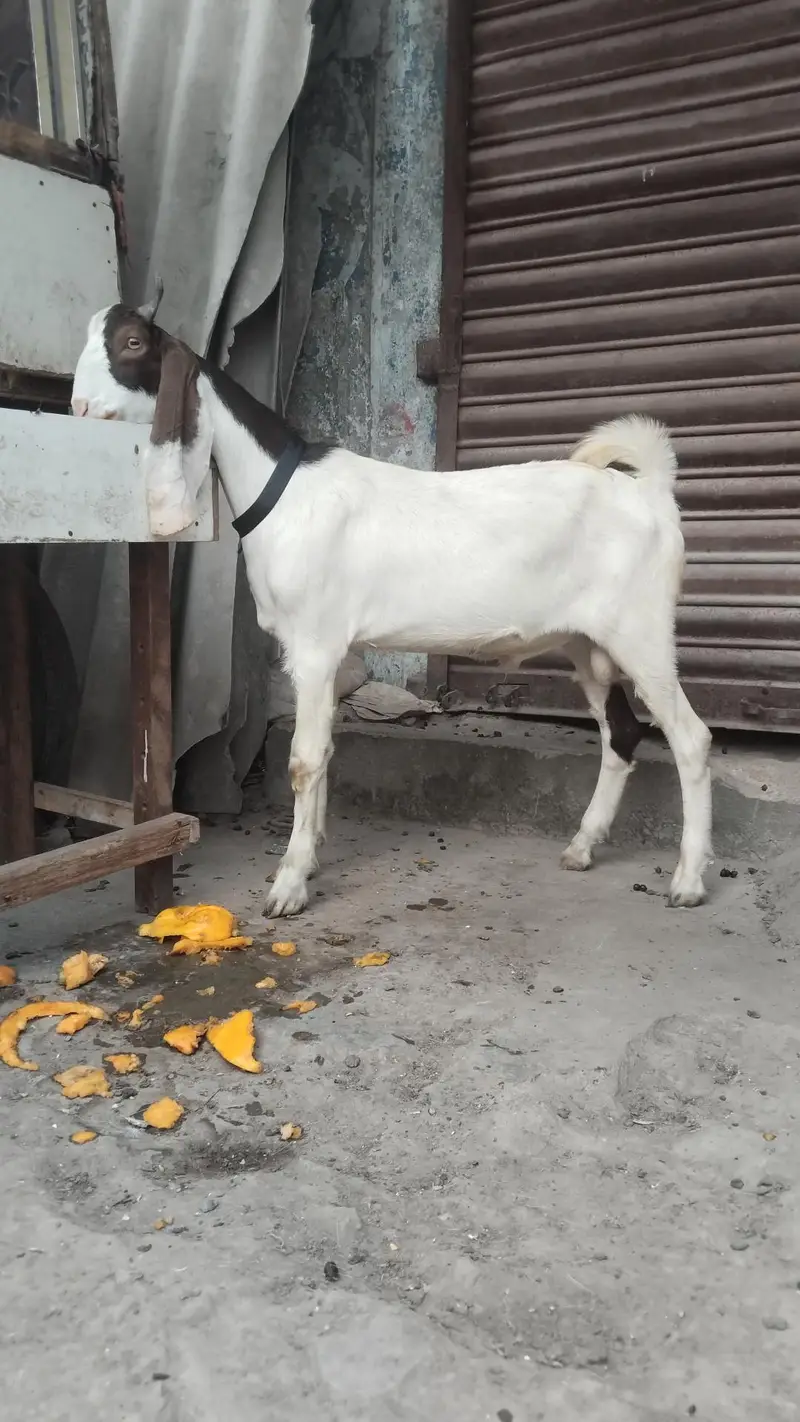 gulabi Abluk tapra — photo 4