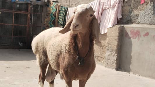 turki dumba chakti Wala Dumba