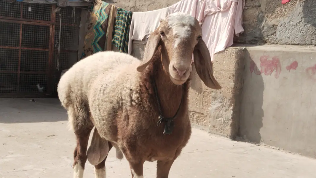 turki dumba chakti Wala Dumba — photo 2