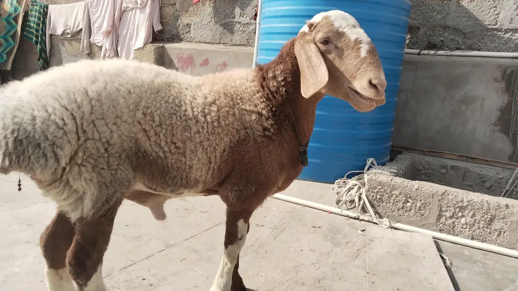 turki dumba chakti Wala Dumba — photo 3