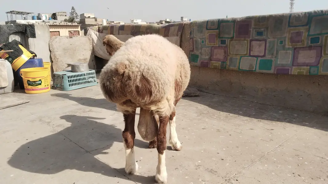 turki dumba chakti Wala Dumba — photo 5