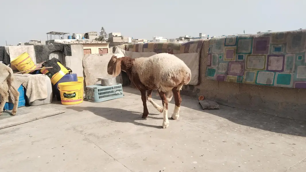 turki dumba chakti Wala Dumba — photo 6