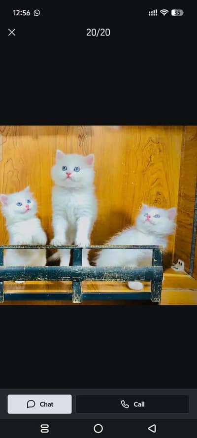 Cash on delivery parshion punch face kitten and cats