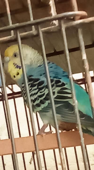 Budgies