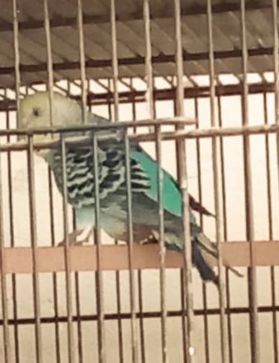 Budgies