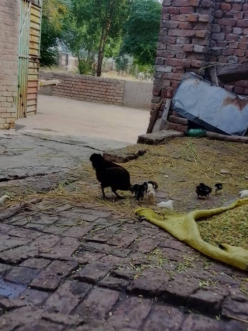 مرغی ساتھ چوزے 1