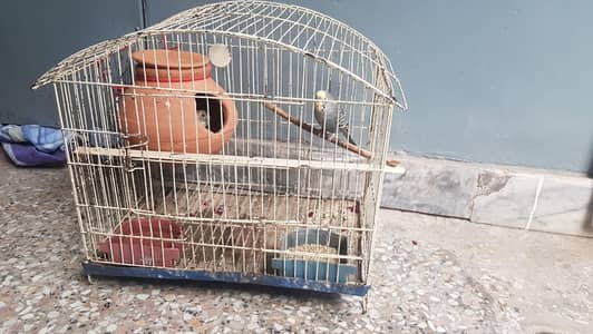 Australian Parrots Pair with Cage