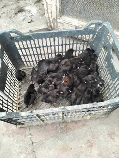 chick fors sael