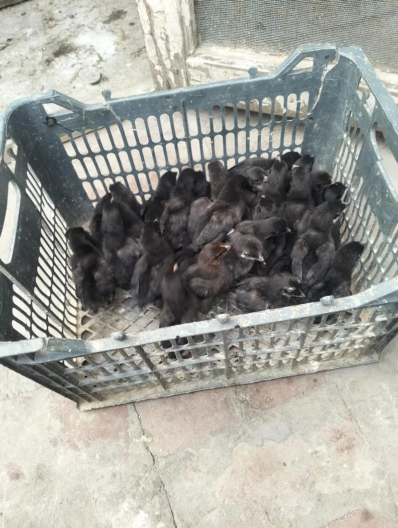 chick fors sael — photo 2
