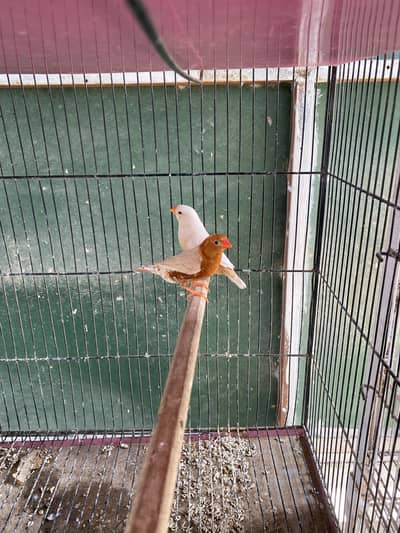 Isabel Full Orange Finch Pair Available for Sale