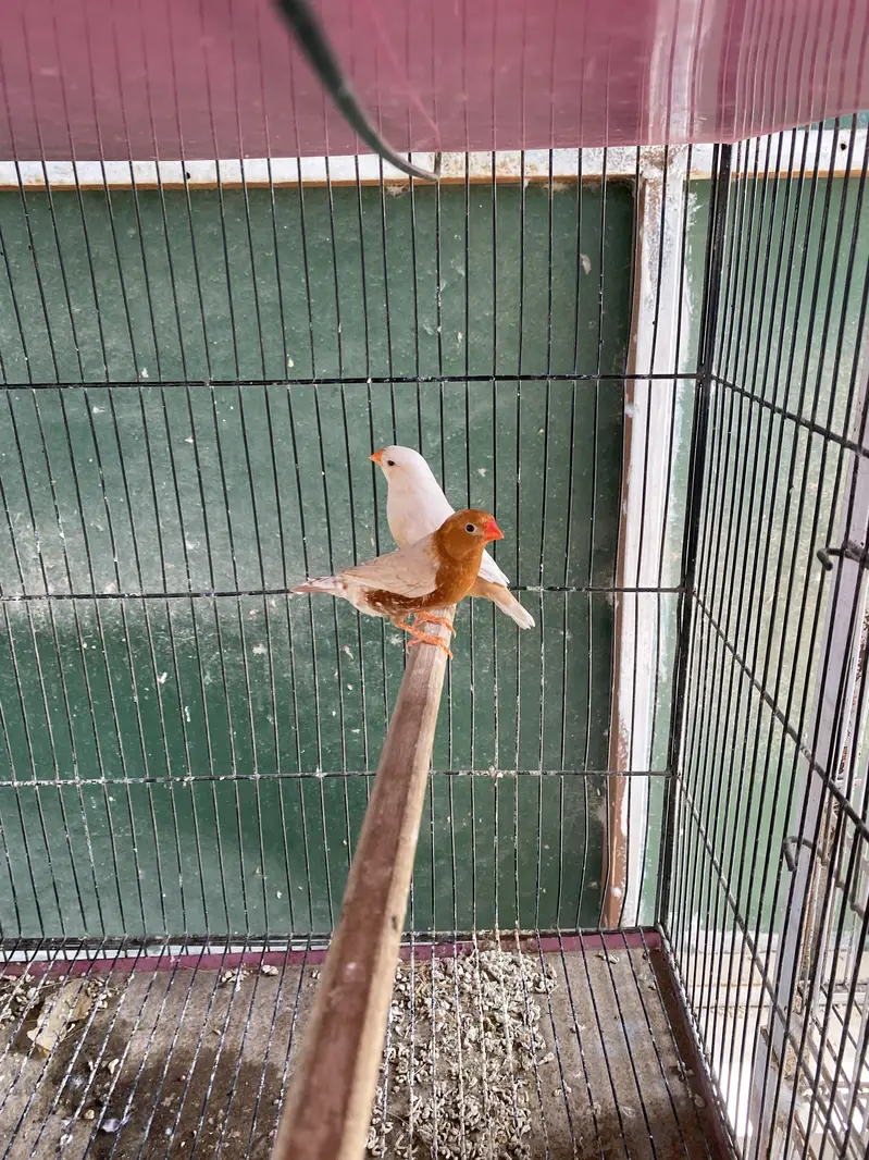 Isabel Full Orange Finch Pair Available for Sale