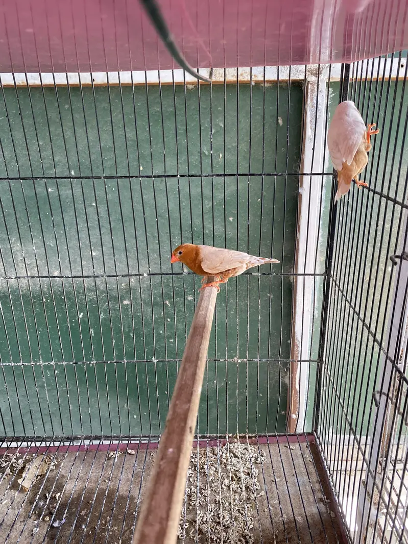 Isabel Full Orange Finch Pair Available for Sale — photo 2