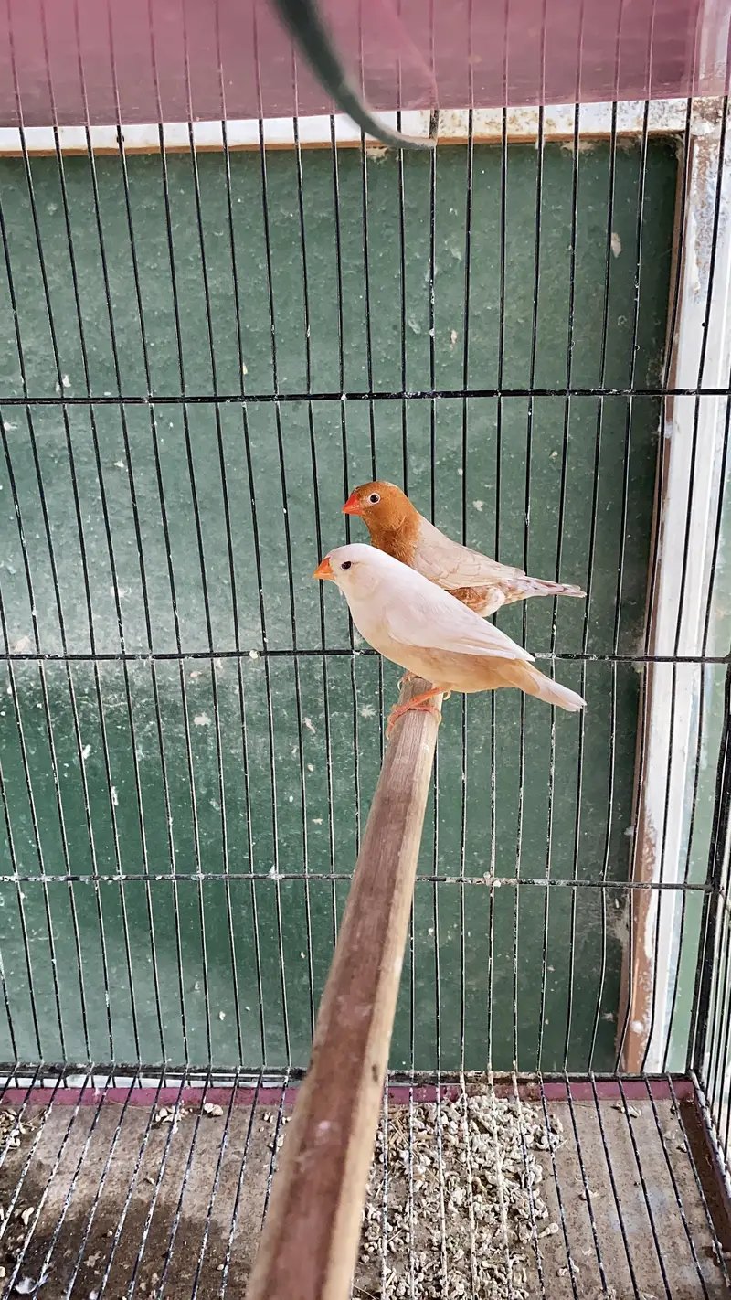 Isabel Full Orange Finch Pair Available for Sale — photo 3