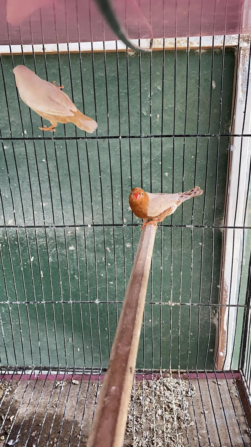 Isabel Full Orange Finch Pair Available for Sale — photo 4