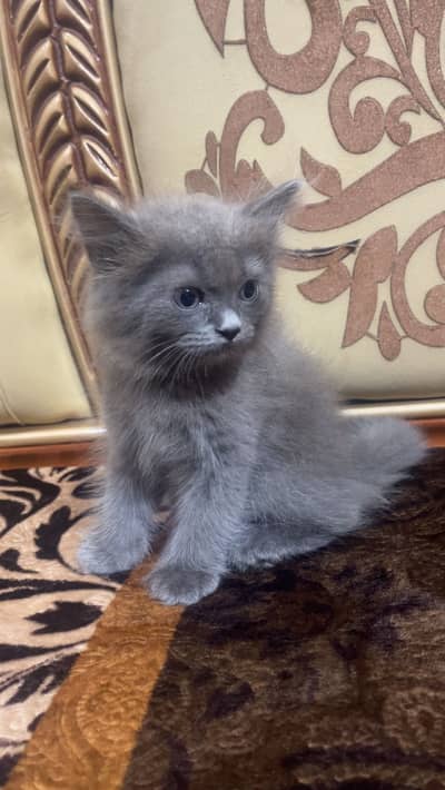 male Persian kitten