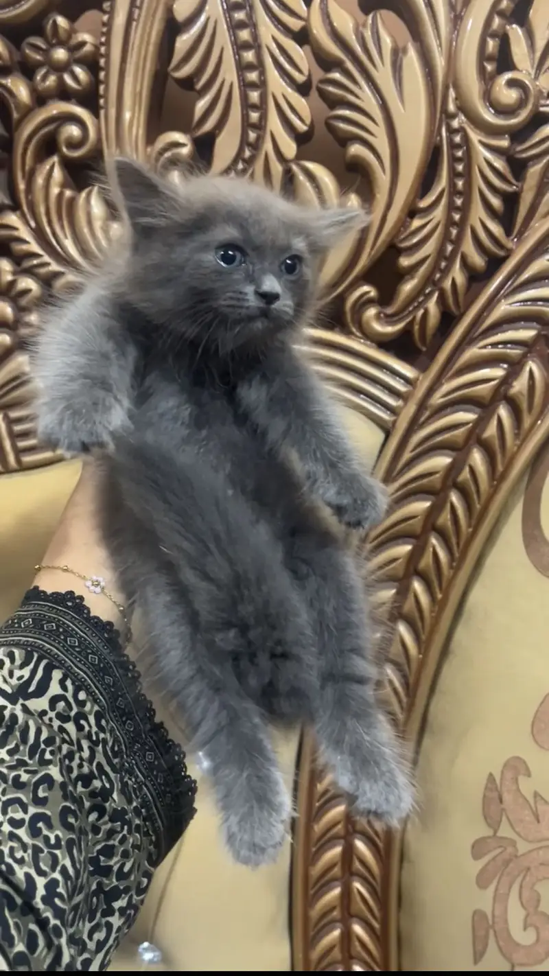 male Persian kitten — photo 2