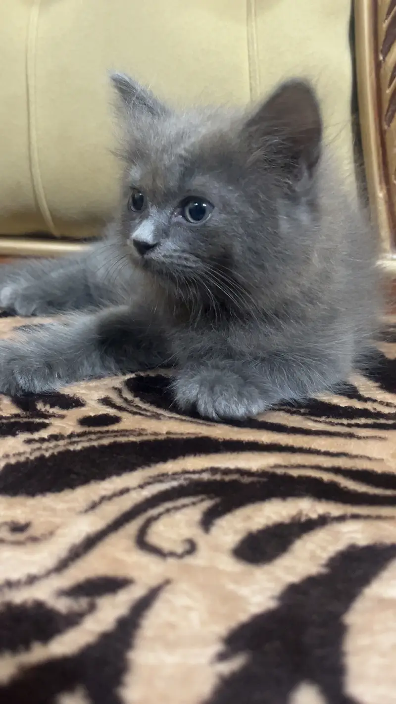 male Persian kitten — photo 3