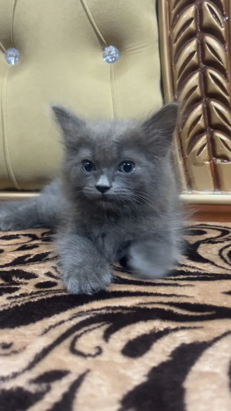 male Persian kitten — photo 4