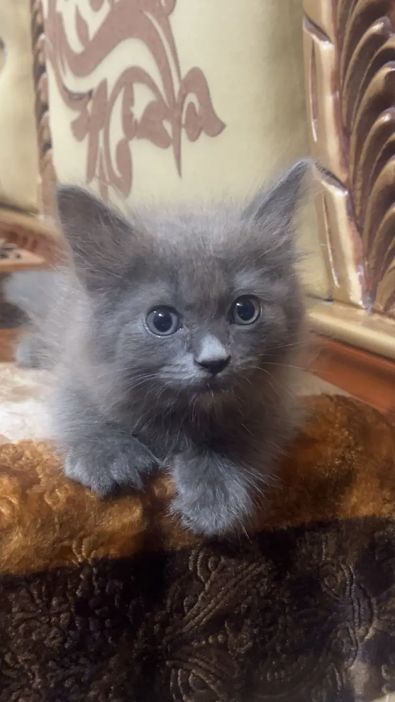 male Persian kitten — photo 5