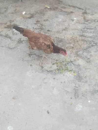 Aseel Hen