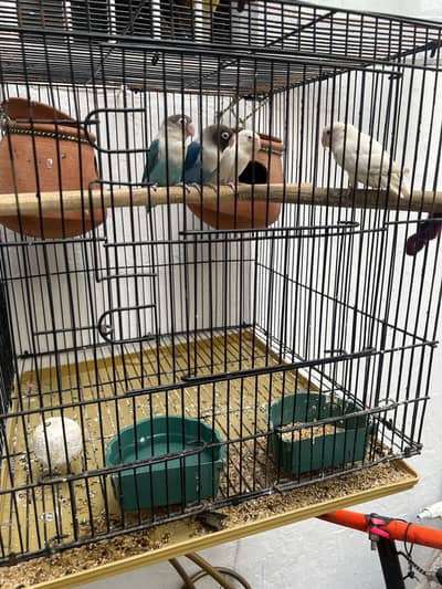 love bird pair