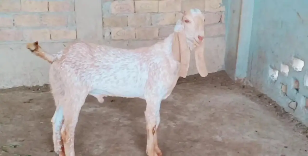 Bakra for sale urgent call_03230718297 — photo 3