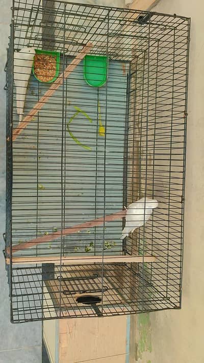 White Albino Cocktail Birds with Cage