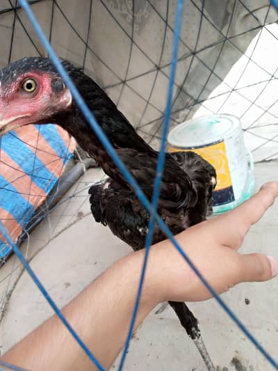 Pura Thai female for sale exchange possible Thai male