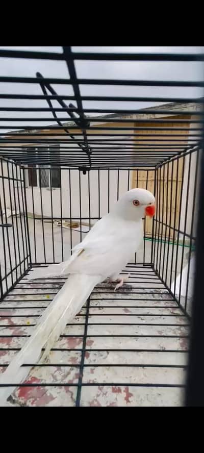 white ringneck adult male