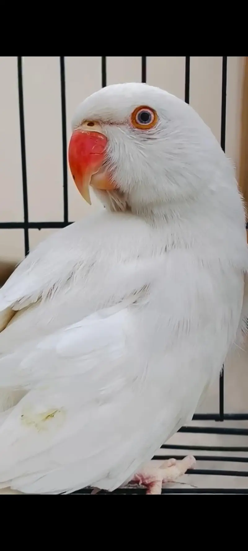 white ringneck adult male — photo 3