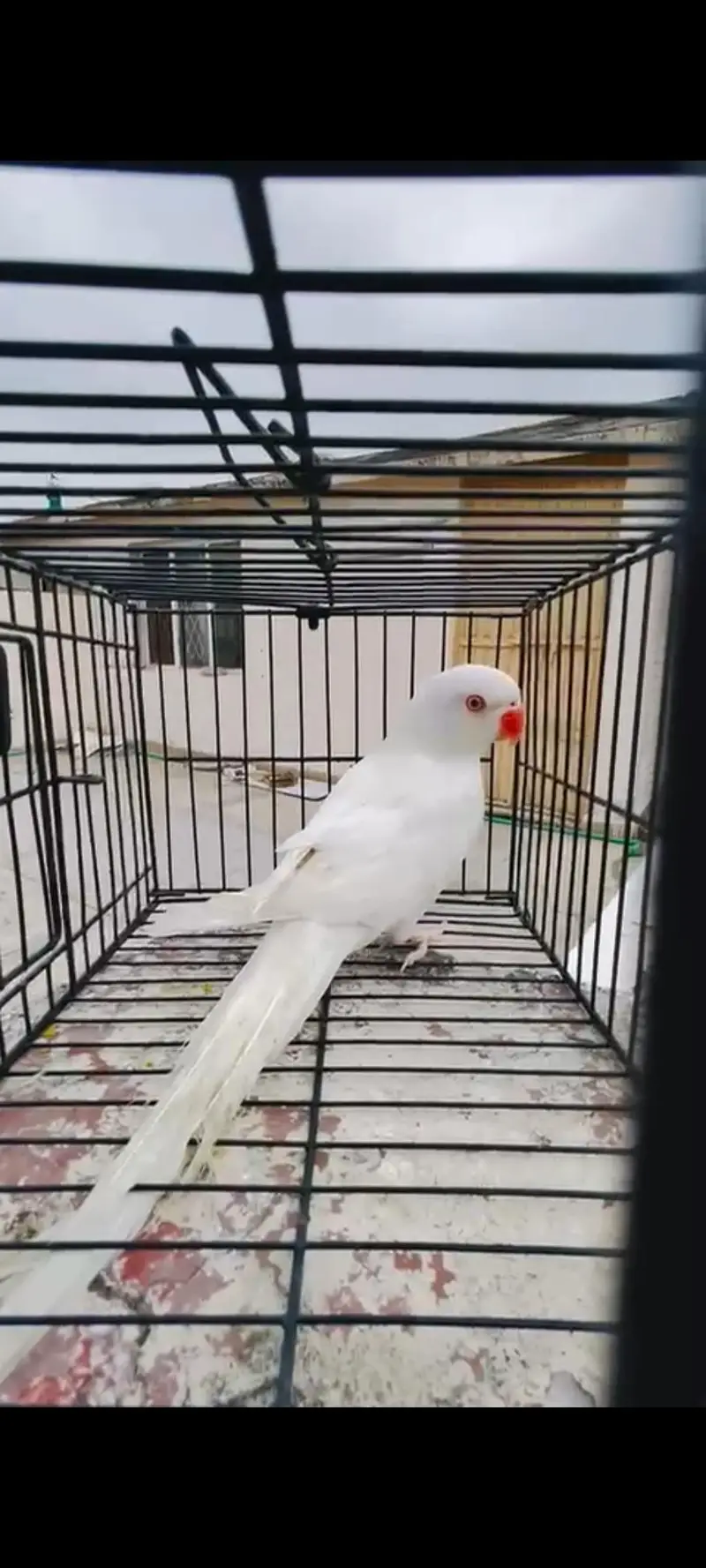 white ringneck adult male — photo 4
