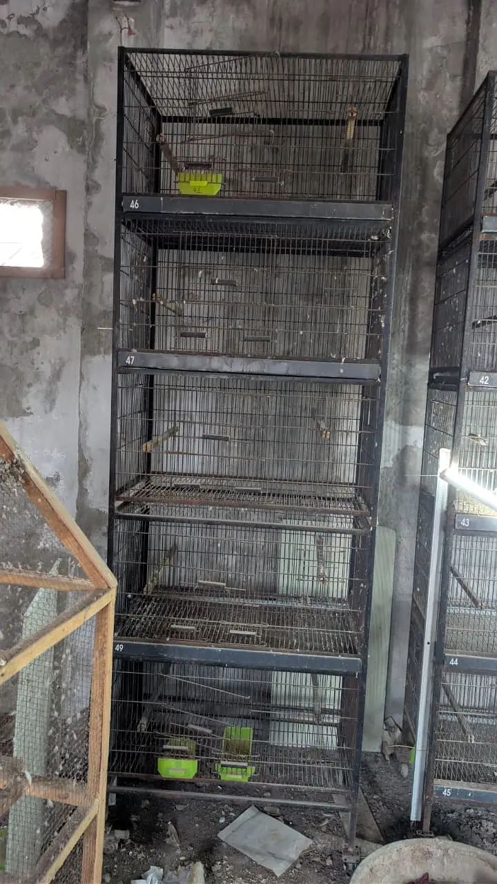 Birds Cages + Small Flying For Sale — photo 2