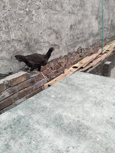 chick fors sael