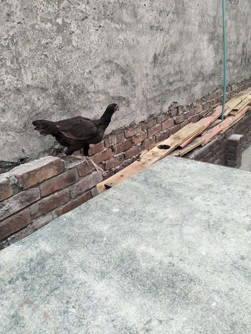chick fors sael — photo 3