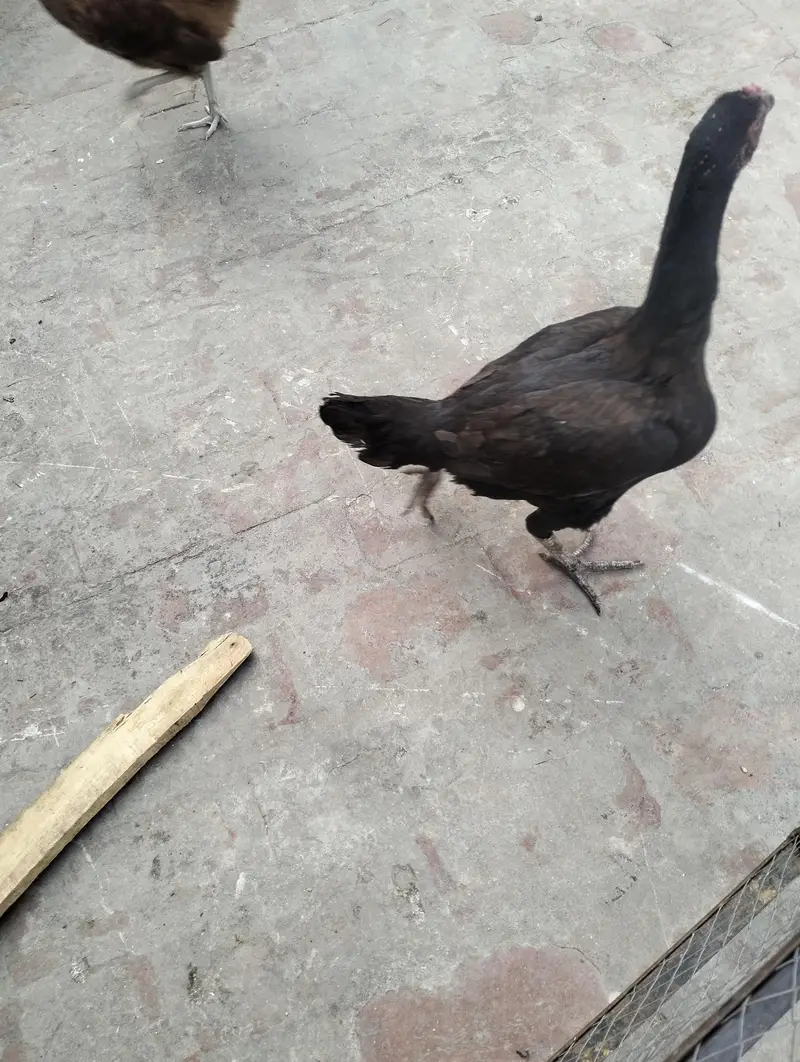 chick fors sael — photo 4