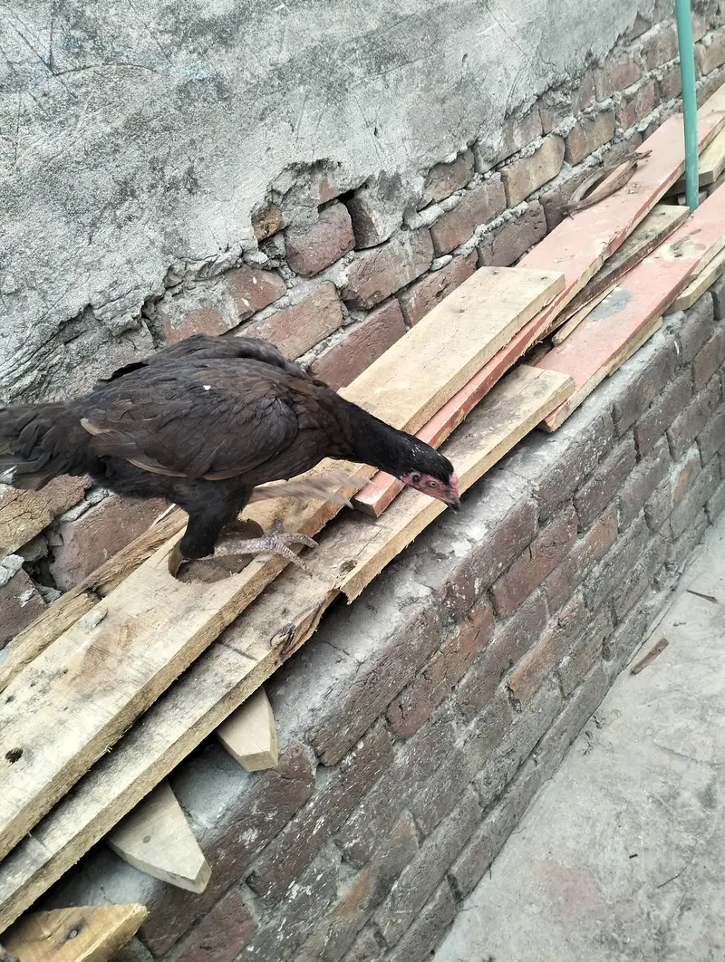 chick fors sael — photo 5